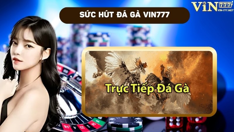 Sức hút sảnh đá gà VIN777