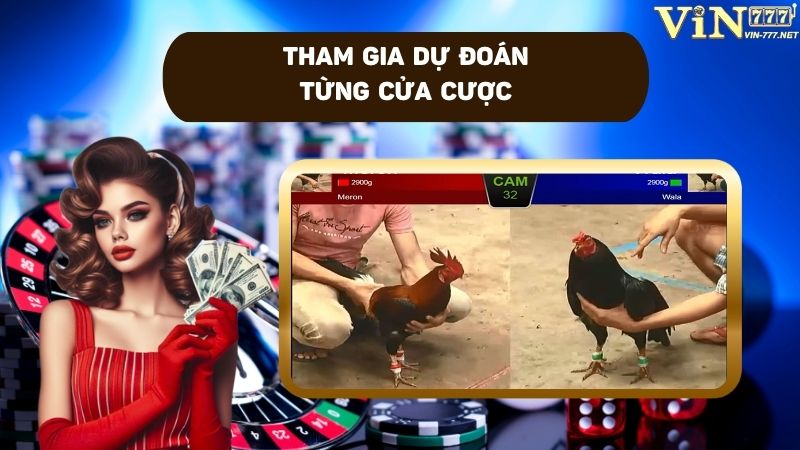 Tham gia dự đoán theo từng cửa cược trong đá gà trực tiếp