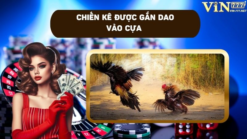 Trận đấu đá gà trực tiếp cựa dao vô cùng ấn tượng